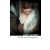 Harper Collins Publishers Pride and Prejudice | Jane Austen