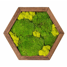  Hatszög falikép, mahagóni színű fa keretes, többszínű zöld zuzmóval (Mini 25x22 cm) grafika, keretezett kép