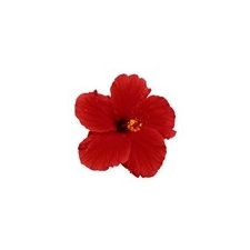 Hibiszkuszvirág gyógytea