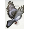 HOUSE OF ANANSI PR LTD Pigeon | Karen Solie