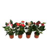 IBH FLAMINGÓVIRÁG XL MIX CS:17CM ANTHURIUM