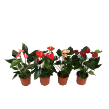 IBH FLAMINGÓVIRÁG XL MIX CS:17CM ANTHURIUM fa és növény