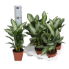 IBH RÁKVIRÁG CS:12CM AGLAONEMA JUBILEE