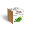  Jalapeno chili paprika növényem fa kaspóban