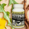 Javallat PITYPANG HERBA ÉS GYÖKÉR 60db-os kapszula