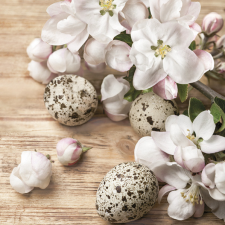 Javoli Húsvét Quail Eggs szalvéta 20 db-os 33x33 cm papírárú, csomagoló és tárolóeszköz