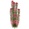 JK | Red Anacharis | Piros Anacharis, műnövény dekoráció - 38-43 cm