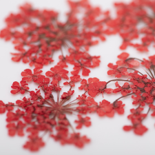 Joli Nails Szárított virág körömdíszítéshez (5db, Piros) körömdíszítő