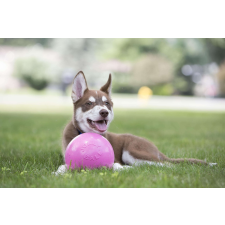 JOLLY Pets Bounce-n Play 15cm kutyalabda játék kutyáknak