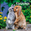  Kaninchen 2026 (Kalendář/Diář)
