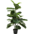 KARE KARE dekoratív növény FIDDLE LEAF 120 cm