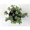  Kaukázusi varjúháj 'variegata'