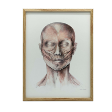KERET FAL PLAKÁT ARCIZMOK ANATÓMIA 30x40 grafika, keretezett kép
