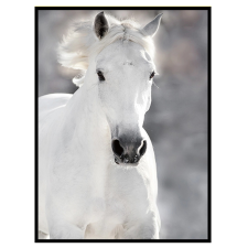  Keretezett vászonkép állat 30 cm x 40 cm grafika, keretezett kép