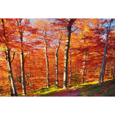  Késő őszi tapéta, 300 x 200 cm tapéta, díszléc és más dekoráció
