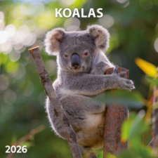 Koalas 2026 naptár, kalendárium