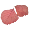  Kobra levél rózsaszín 20db-os