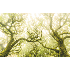 Komar vlies fotótapéta Green Fire 400 cm x 250 cm tapéta, díszléc és más dekoráció