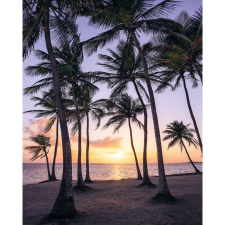 Komar vlies fotótapéta Palmtrees on Beach 200 cm x 250 cm tapéta, díszléc és más dekoráció