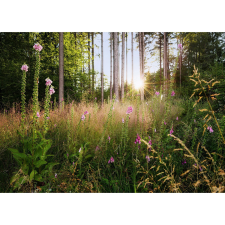 Komar vlies fotótapéta Summer Glade 350 cm x 250 cm tapéta, díszléc és más dekoráció