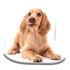 KORREKT WEB Kutyás Spaniel formapárna, díszpárna 40x40 cm Velúr lakástextília