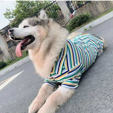  Kutyaruha - Csíkos pamut ing minden mèretben - S kutyaruha