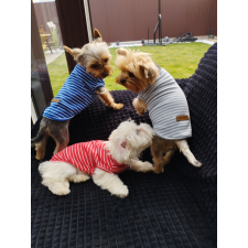  Kutyaruha - Csíkos stílusos kutyatrikó - többféle színben - XL - kék kutyaruha