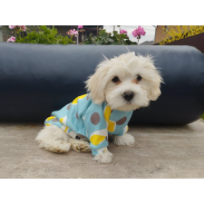  Kutyaruha - Kutyapulóver - Kutyapulcsi - Nyuszi mintával - 2XL kutyaruha