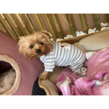  Kutyaruha - Mintás, csíkos, overál - overall - kezeslábas kutyaruha - többféle színben - 2XL - piros kutyaruha