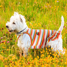  Kutyaruha - Színes pamut ruha cseresznye mintával kétféle színben - S - rózsaszín csíkos kutyaruha