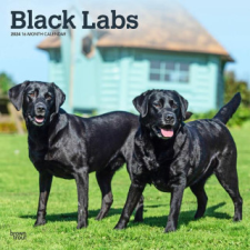  Labrador Retrievers, Black 2024 Square naptár, kalendárium