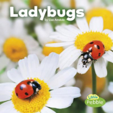  Ladybugs – Lisa J. Amstutz idegen nyelvű könyv