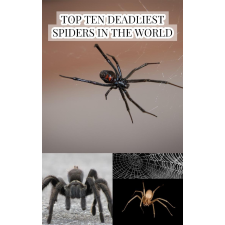 Larry Slawson (magánkiadás) Top Ten Deadliest Spiders in the World egyéb e-könyv