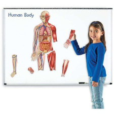 Learning Resources Oktató mágneses játék - Emberi test, lányokkal, 90 cm oktatójáték