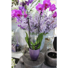 Lila üveg váza orchideára 20cm kerti tárolás