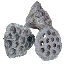  Lótus havas szürke nagy 5-8cm 10db-os csomag dekorációs kellék