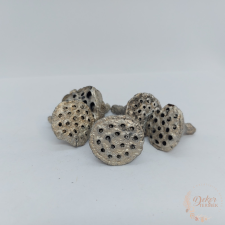  Lótusz - szárított pezsgő színű dekorációs kellék