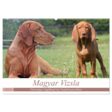  Magyar Vizsla - Vielseitiger Jagdhund mit Familienanschluss (Wandkalender 2024 DIN A2 quer), CALVENDO Monatskalender naptár, kalendárium