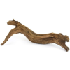  Mangrove mocsári gyökér akváriumba (10-20 cm)
