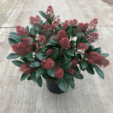 MÁRKA NÉLKÜL JAPÁN DÉRBABÉR CS:14CM SKIMMIA RUBELLA fa és növény
