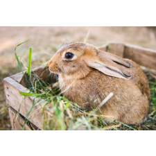  Matrica tapéta Animal33 Rabbit, 250 x 200 cm tapéta, díszléc és más dekoráció