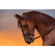  Matrica tapéta Animal47 Horse in twilight, 200 x 150 cm tapéta, díszléc és más dekoráció