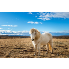  Matrica tapéta Animal48 Izlandi ló, 250 x 200 cm tapéta, díszléc és más dekoráció