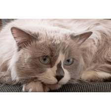  Matrica tapéta Cat14, 200 x 150 cm tapéta, díszléc és más dekoráció