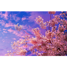  Matrica tapéta Cherry blossoms4, 200 x 150 cm tapéta, díszléc és más dekoráció