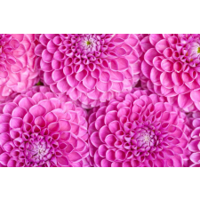  Matrica tapéta Flori76, 200 x 150 cm tapéta, díszléc és más dekoráció