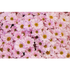  Matrica tapéta Flori89, 200 x 150 cm tapéta, díszléc és más dekoráció