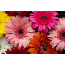  Matrica tapéta Flowers158 Tarka gerberák, 250 x 200 cm tapéta, díszléc és más dekoráció