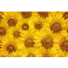  Matrica tapéta Flowers23, 200 x 150 cm
