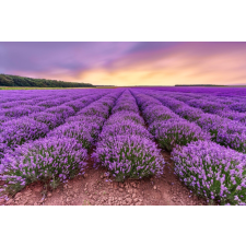  Matrica tapéta Flowers27, 250 x 150 cm tapéta, díszléc és más dekoráció